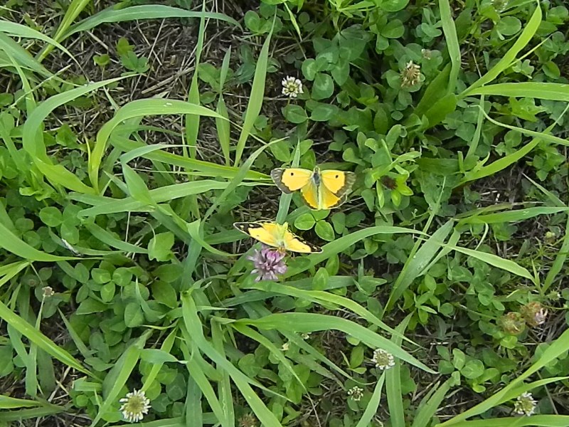 Colias crocea e uova